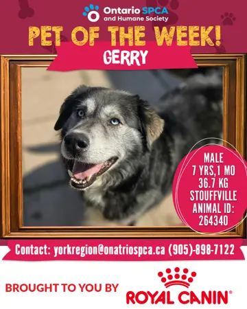 Pet of Week - Gerry